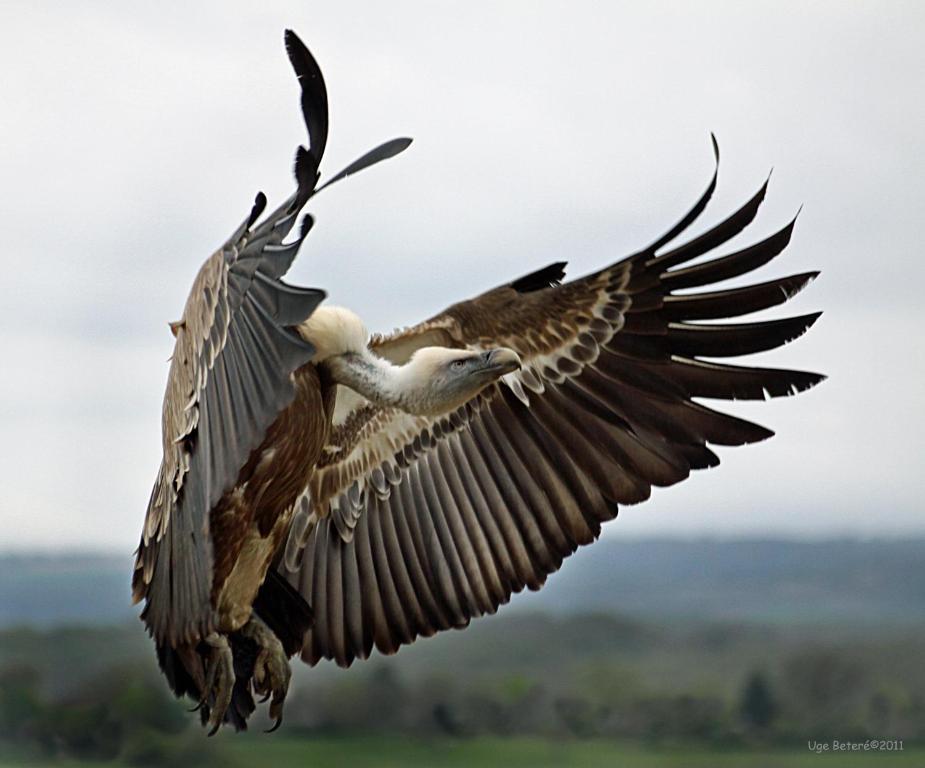 Observatorio De Aves Mas De Bunyol Valderrobres Ngoại thất bức ảnh